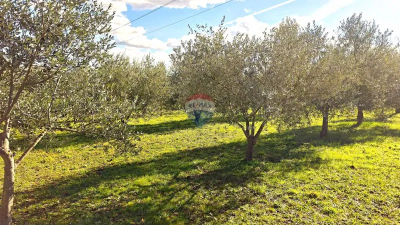 Non-structural plot Materada, Umag, 4.260m2 – 3