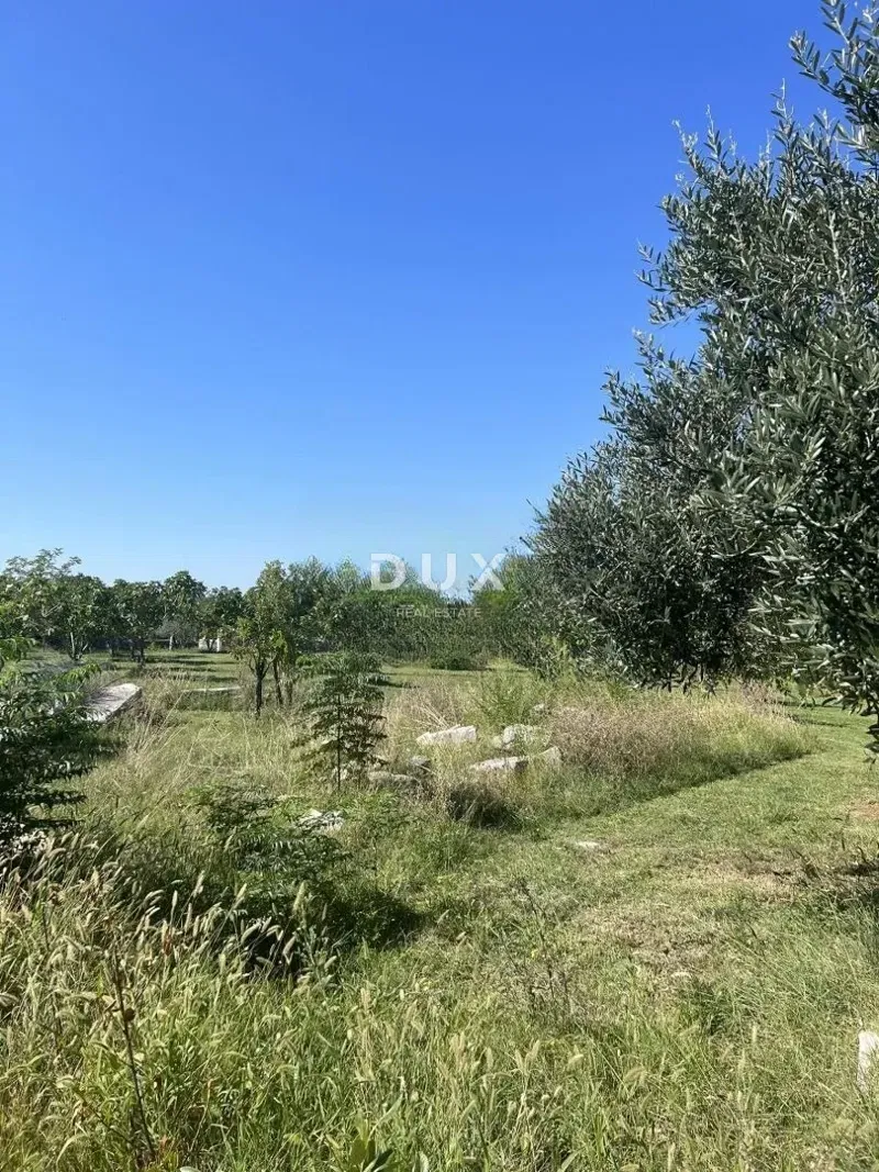 ISZTRIA, RAKALJ - Építési telek olajfákkal – 2