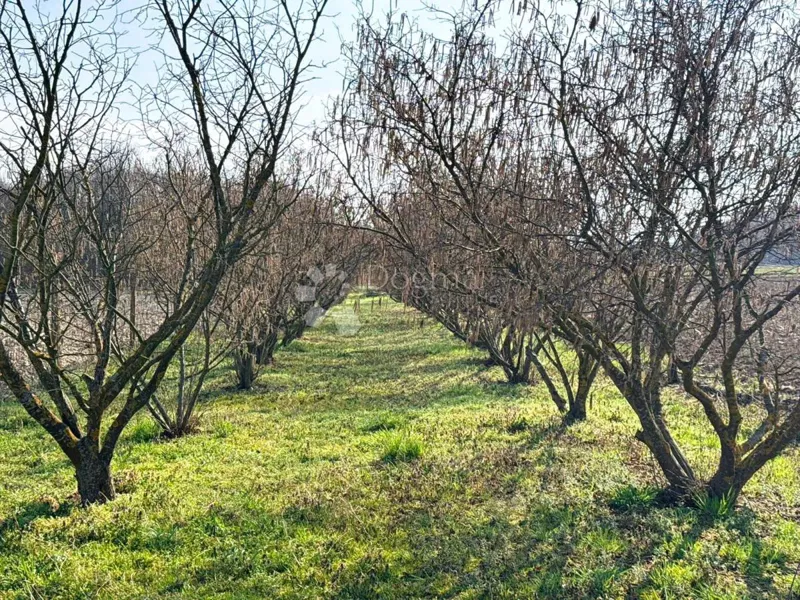 Terreno agricolo Križovec, Mursko Središće, 1.063m2 – 2