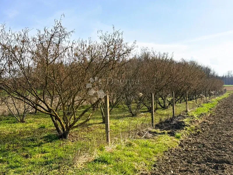 Terreno agricolo Križovec, Mursko Središće, 1.063m2 – 3