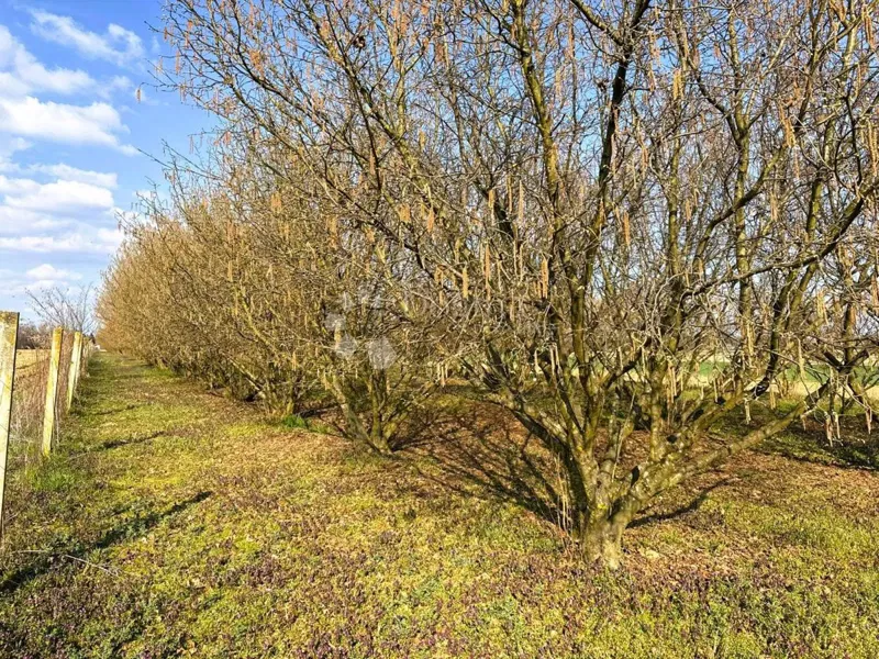 Agricultural land Križovec, Mursko Središće, 4.580m2 – 2