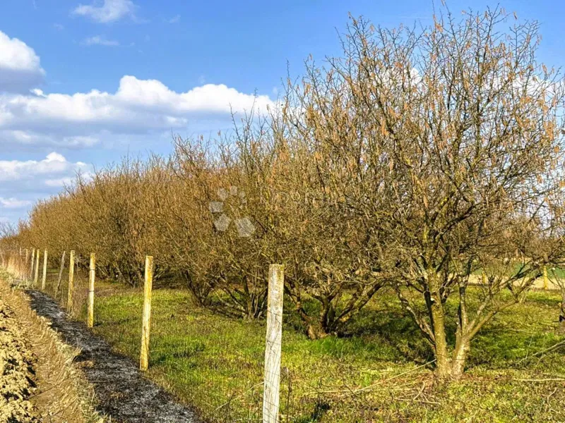 Agricultural land Križovec, Mursko Središće, 4.580m2 – 3