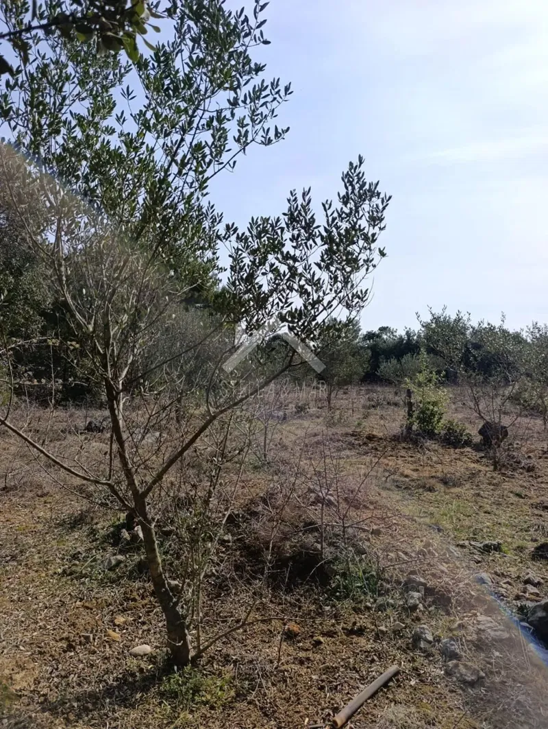 Terreno Vir – 3
