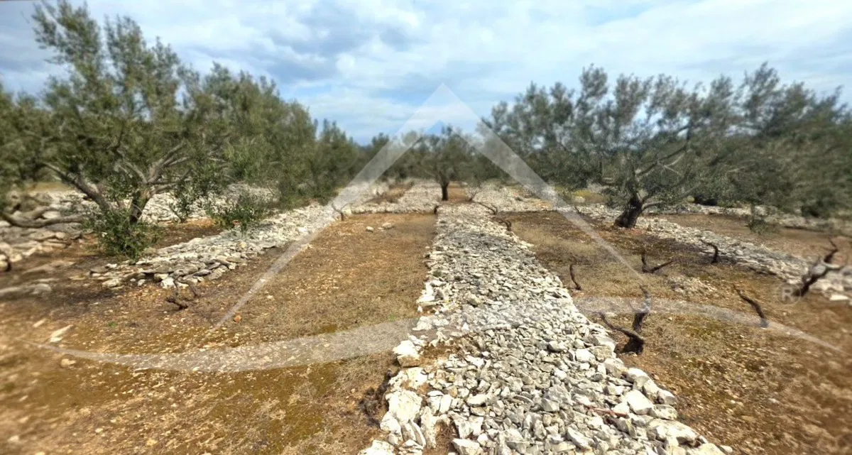Poljoprivredno zemljište zasađeno maslinama i vinovom lozom!!