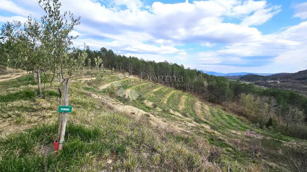 Agrarland Novaki Pazinski, Cerovlje, 6.200m2