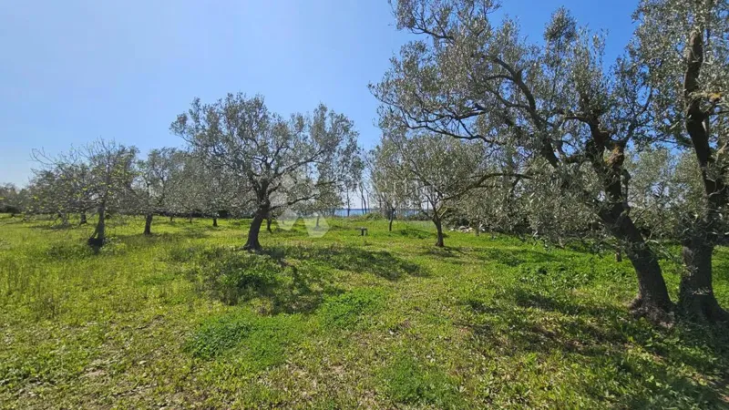 Mezőgazdasági terület Barbariga, Vodnjan, 2.720m2 – 2