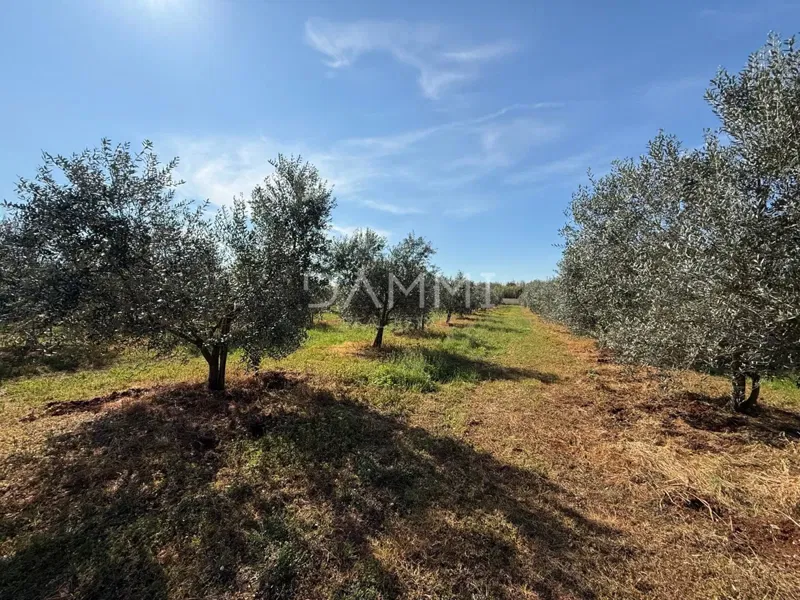 ISTRA, TAR-VABRIGA - MASLINIK UDALJEN 500M OD MORA