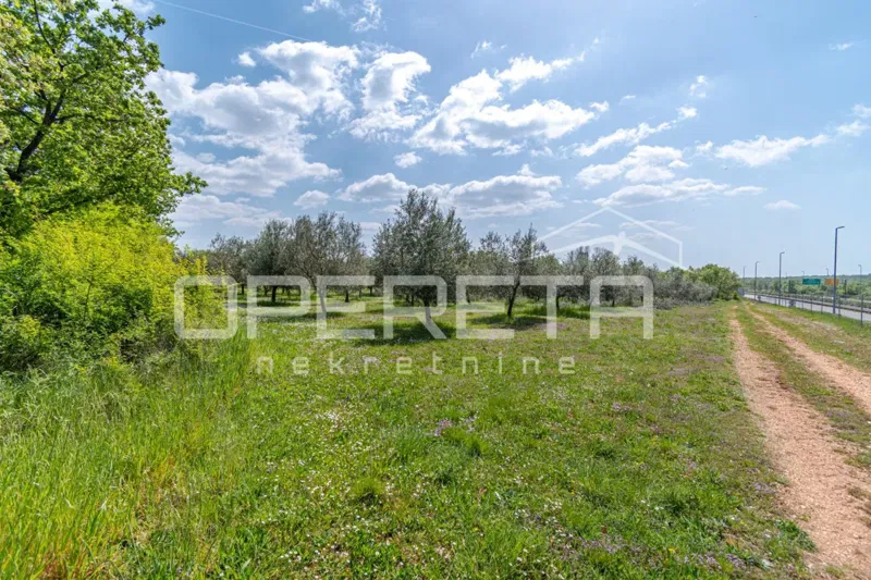 ISTRIA, POREČ - Olive Grove near Poreč – 2
