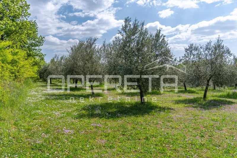ISTRIA, POREČ - Olive Grove near Poreč – 3