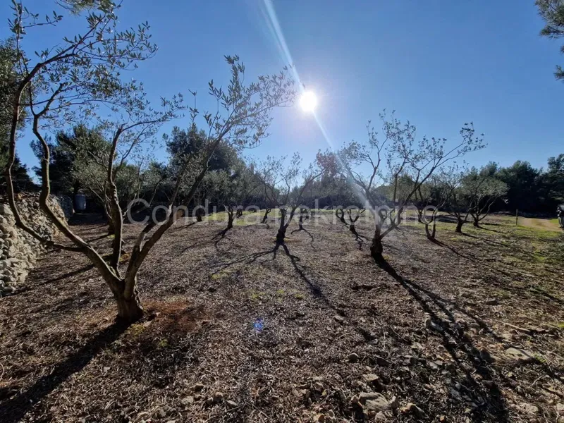 Terreno Vir – 2