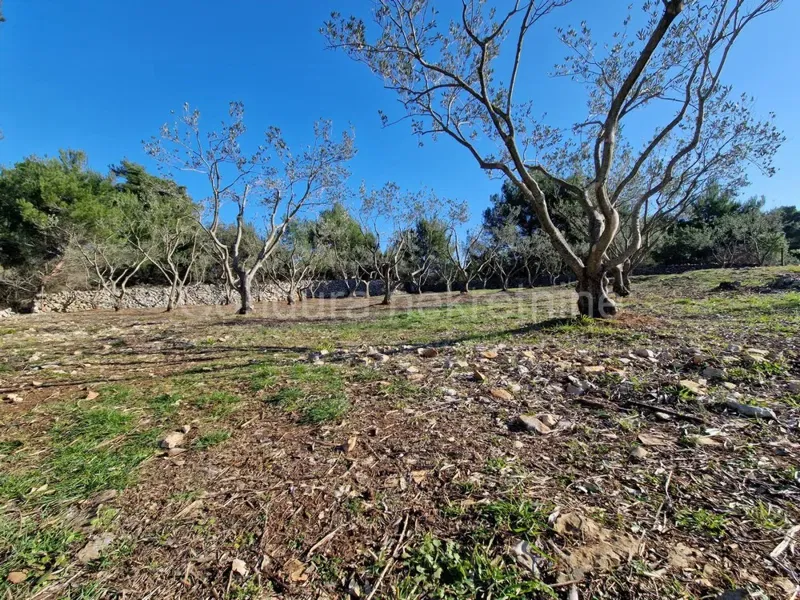 Terreno Vir – 3
