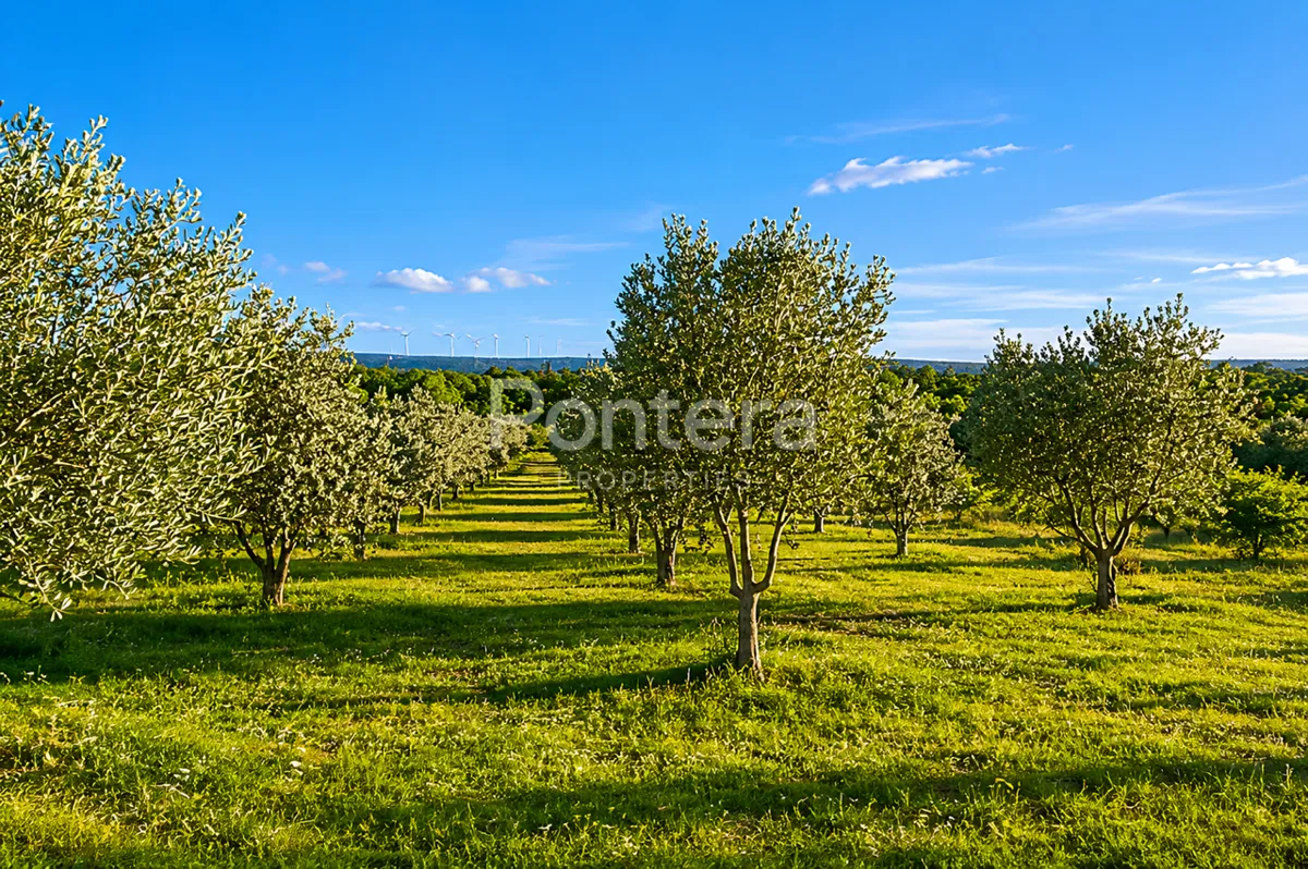 Terreno Pridraga, Novigrad, 1.883m2