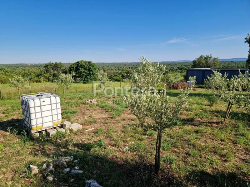 ISTRIA, BARBARIGA - weekend olive grove plot with sea view – 3