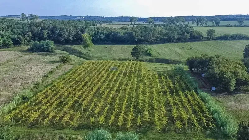 Planted vineyard and agricultural land in Buje – 2