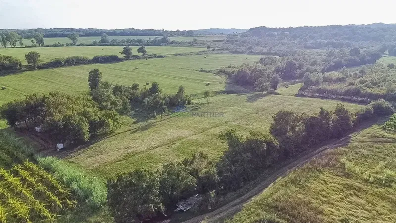Planted vineyard and agricultural land in Buje – 3