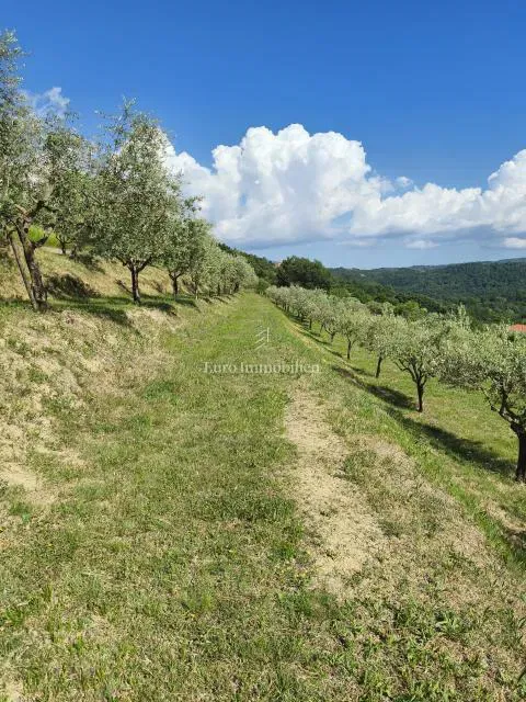 Istria, dintorni di Buzet – Terreno edificabile 2.744 m² – 3