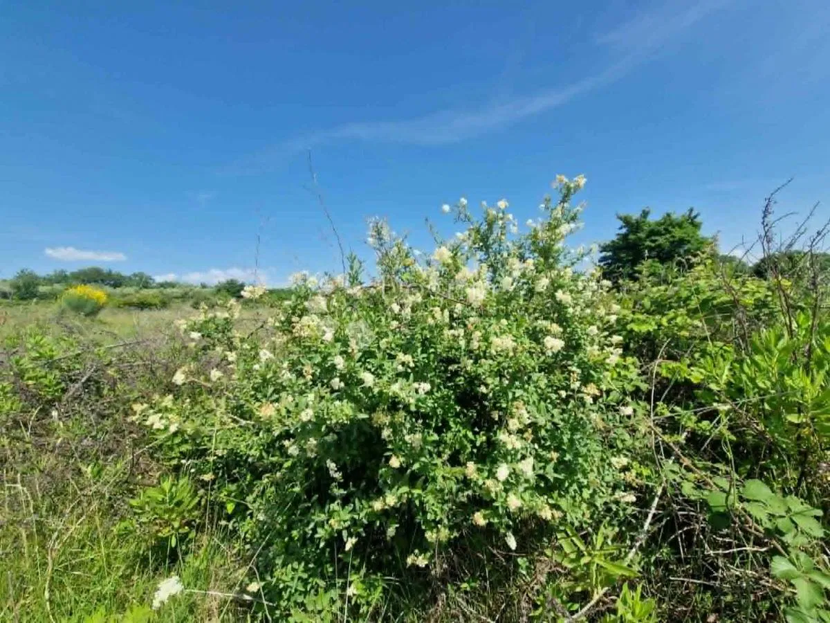 MURVICA - Poljoprivredno zemljište 2182 m2