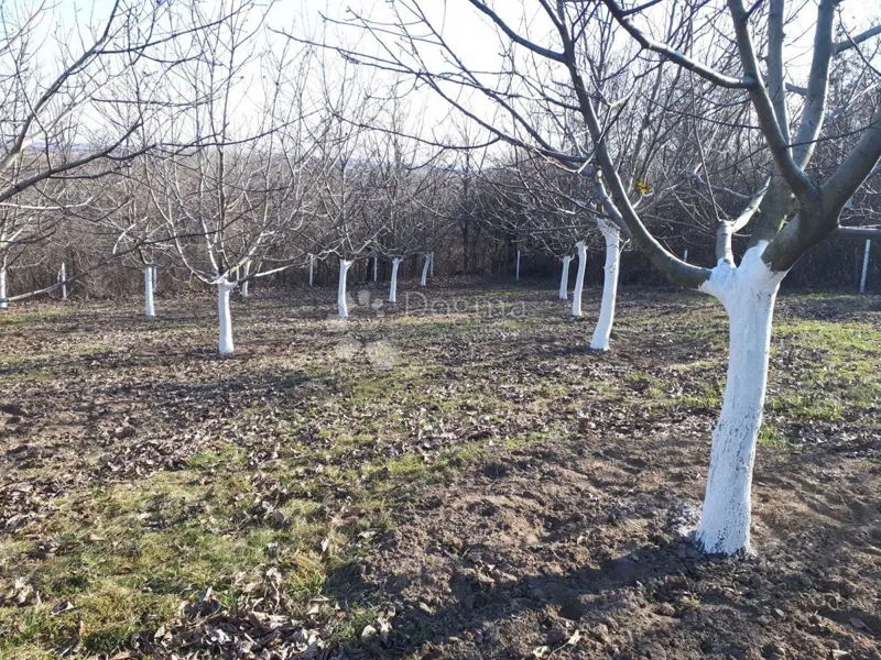 Mezőgazdasági terület Suza, Kneževi Vinogradi, 2.837m2 – 3