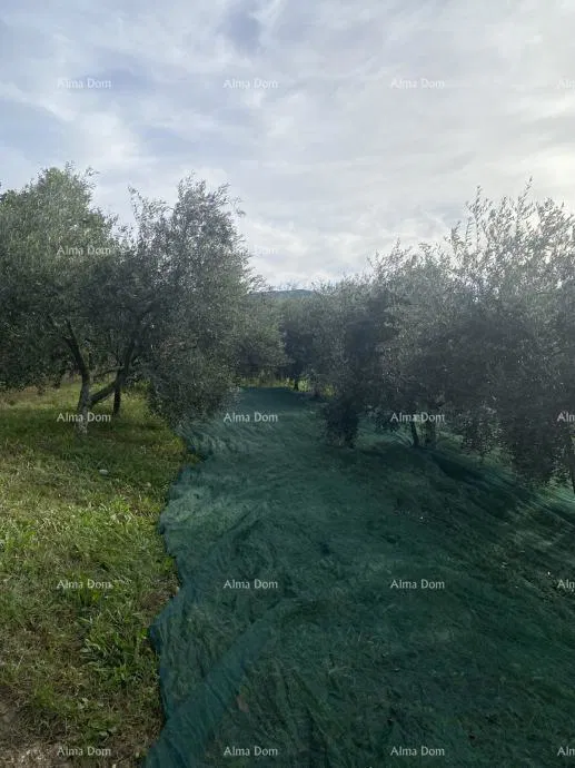 Cerovlje, građevinsko zemljište površine 1.575 m²
