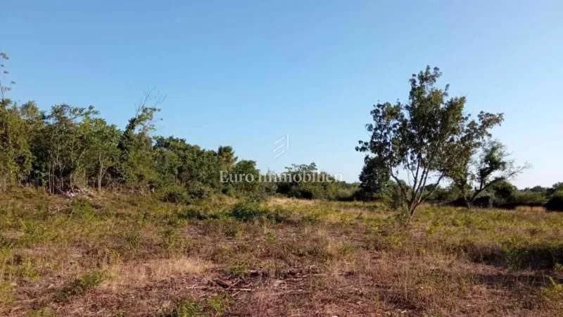 Agricultural Land in Galižana – 4,550 m² with Olive Grove and Sea View – 3