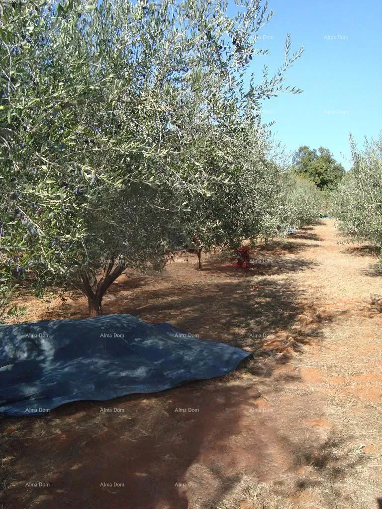 AGRICULTURAL LAND! OLIVE GROVE! !Valtura! – 3