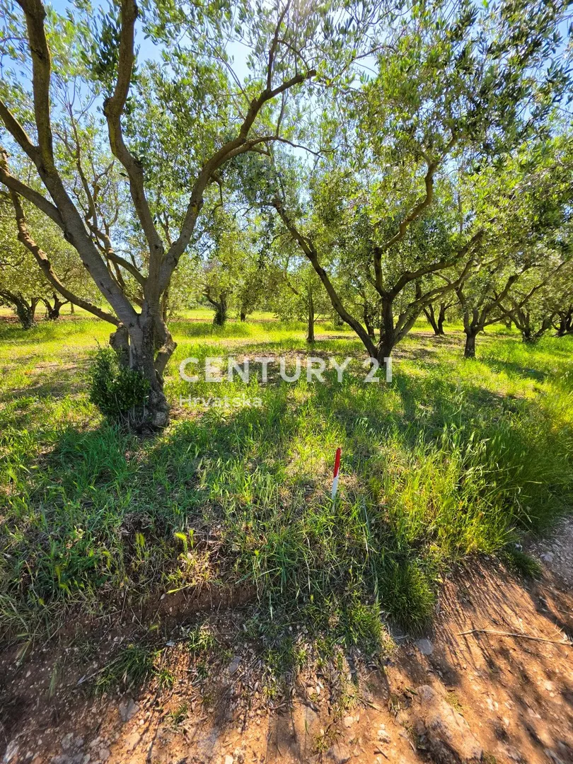 Biograd na Moru,  poljoprivredno zemljište - maslinik 1722 m²