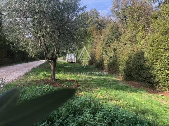 Building Land in Glavani, Istria, with Olive Trees and Concept Design for a House with Pool – 2