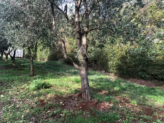 Building Land in Glavani, Istria, with Olive Trees and Concept Design for a House with Pool – 3