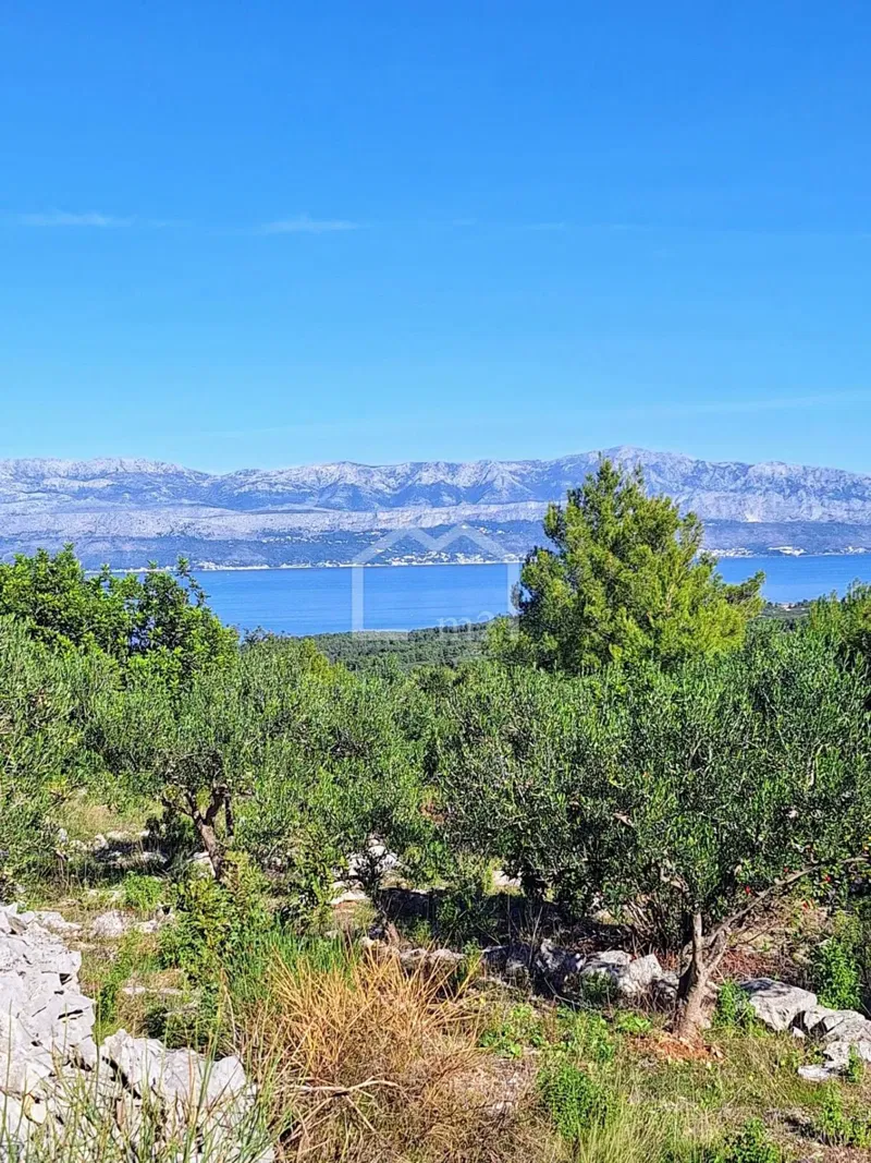 MASLINIK, MIRCA,BRAČ