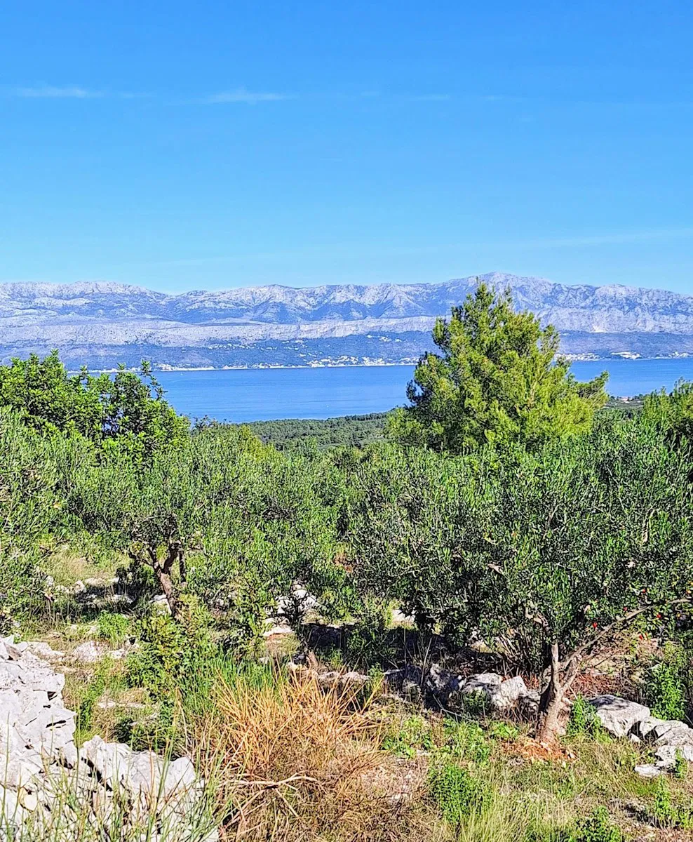 Brač, Mirca - poljoprivredno zemljište 11.000 m2 s pogledom, maslinik