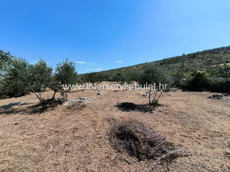 .::: Beautiful olive grove near Zaton :::. – 2