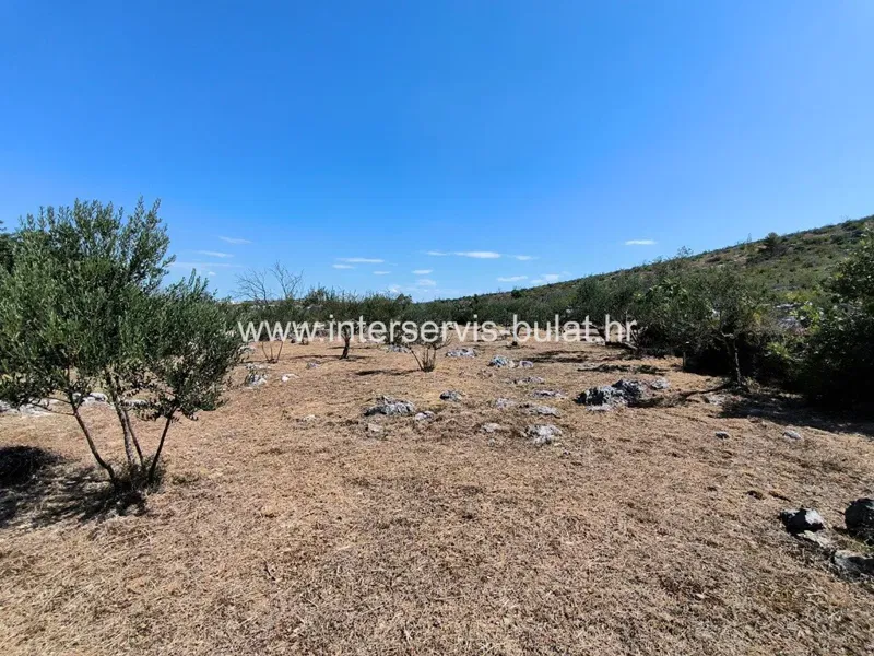 .::: Beautiful olive grove near Zaton :::. – 3