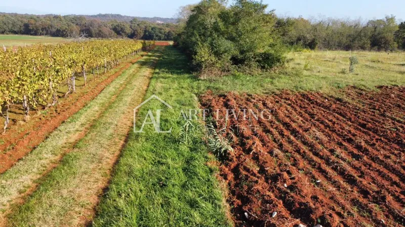 Umag, okolica - atraktivno poljoprivredno zemljište, 2.400 m2 - PRILIKA!