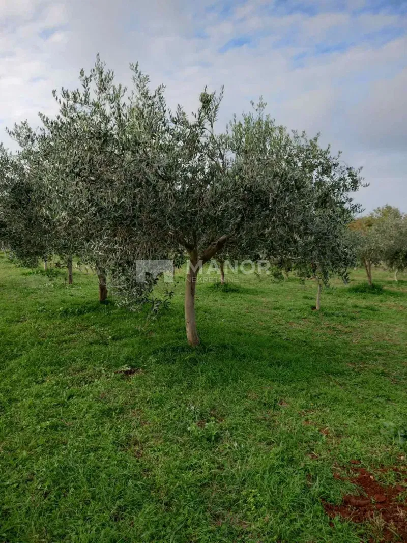 Uliveto – 2