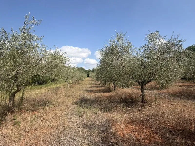 Olivenhain in voller Ertragsphase – 152 Olivenbäume auf 4.830 m², Nähe Kaštelir, Istrien, PZ-249-2