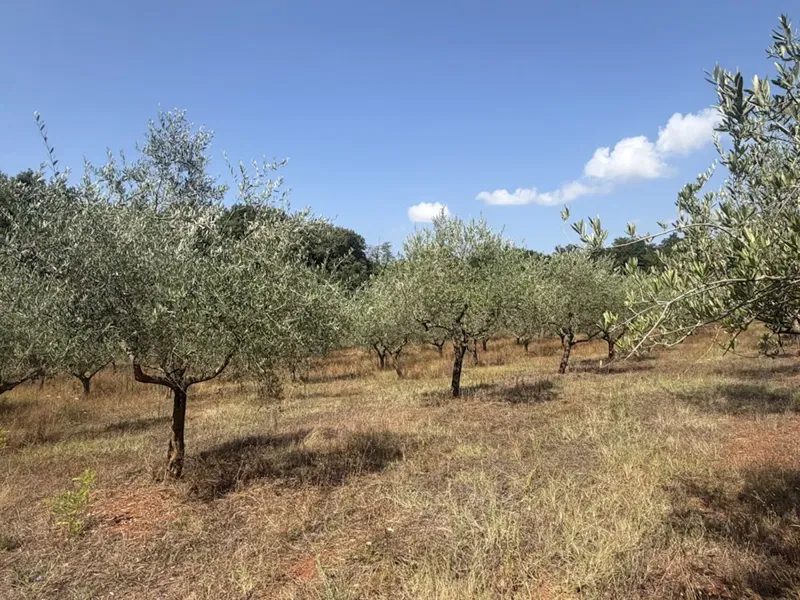 Olivenhain mit 12.101 m², 240 ertragreichen Olivenbäumen – Umgebung von Kaštelir – PZ-249-3