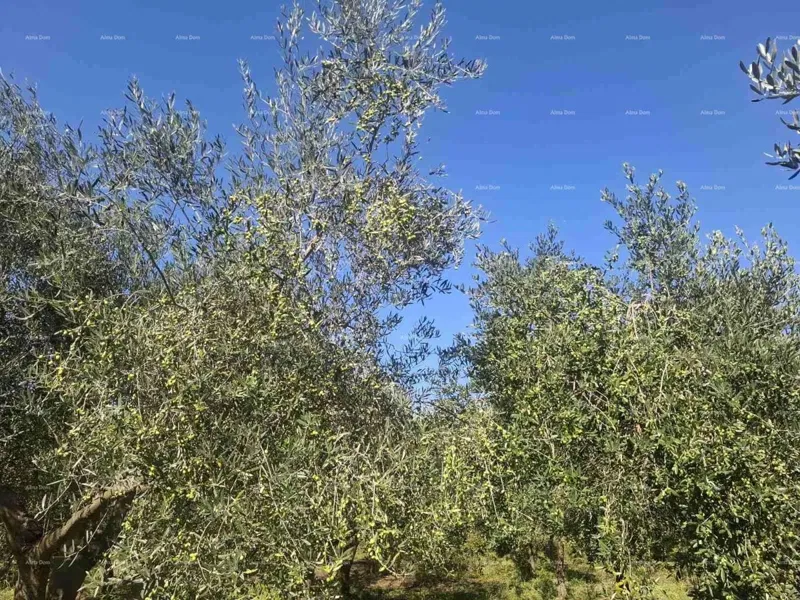 Valtura – vendita di un uliveto con 89 alberi di olivo produttivi. – 2
