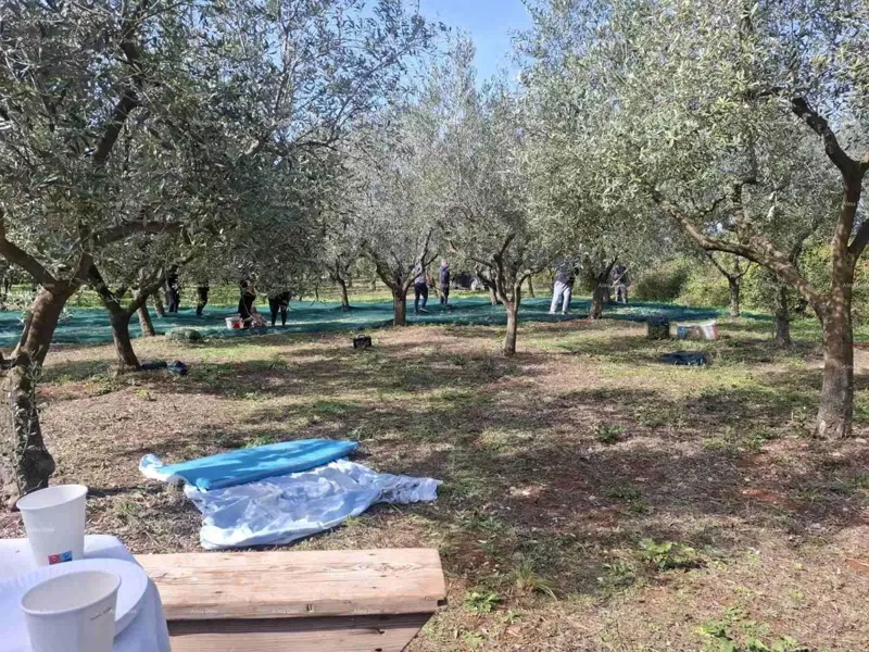 Valtura – vendita di un uliveto con 89 alberi di olivo produttivi. – 3