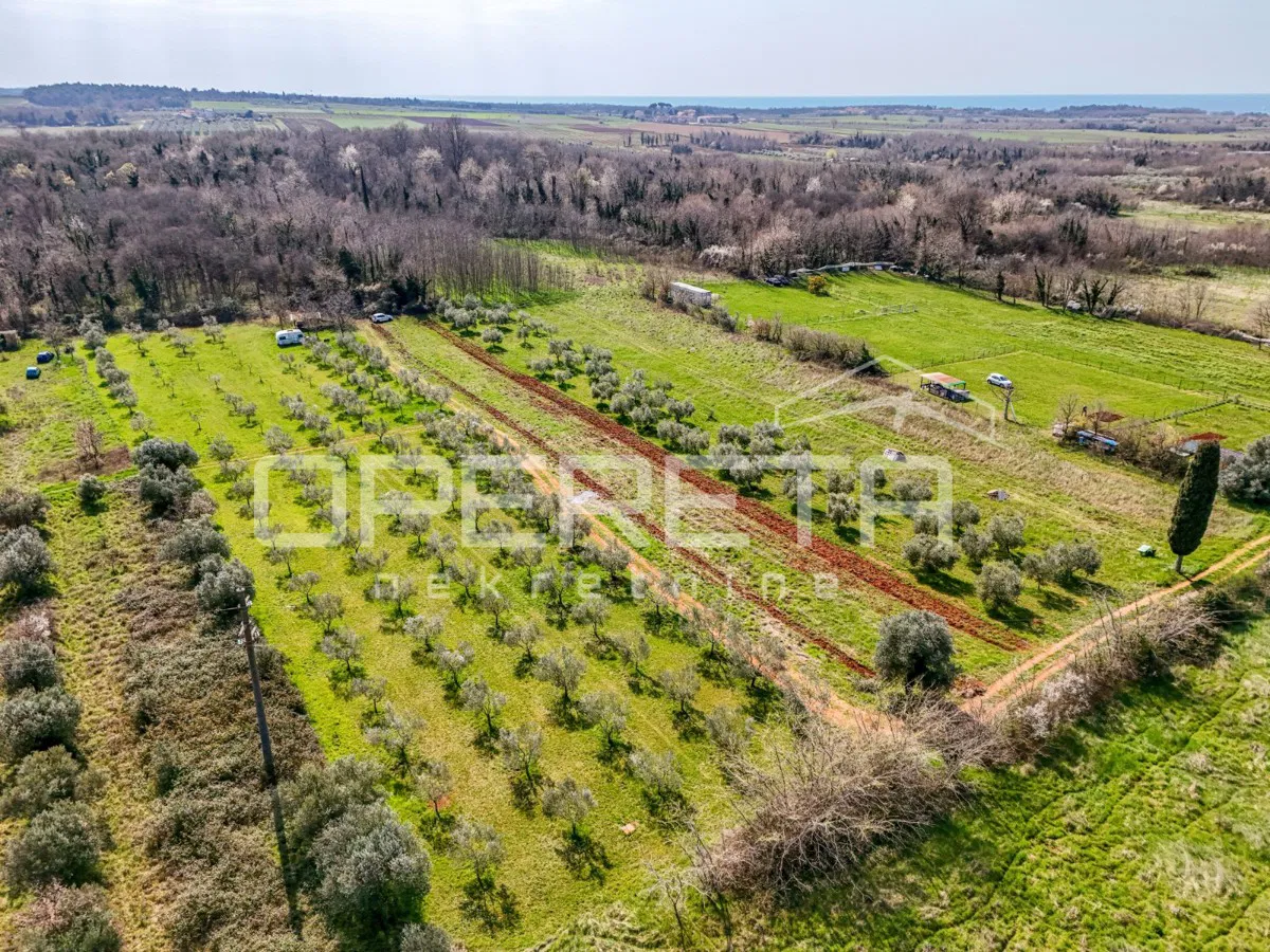 OLIVETO A PETROVIJA 5.437 m² – 140 OLIVI, ACQUA E TETTOIA – 4 KM DA UMAGO