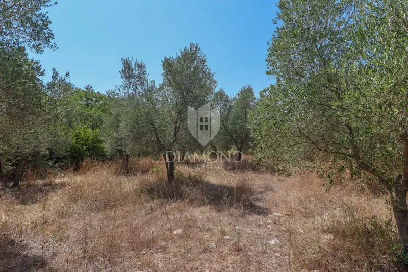 Opportunità di investimento: terreno edificabile con oliveto, vicino a Marčana. – 2