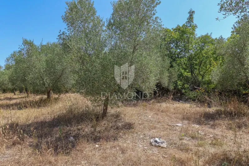 Opportunità di investimento: terreno edificabile con oliveto, vicino a Marčana. – 3
