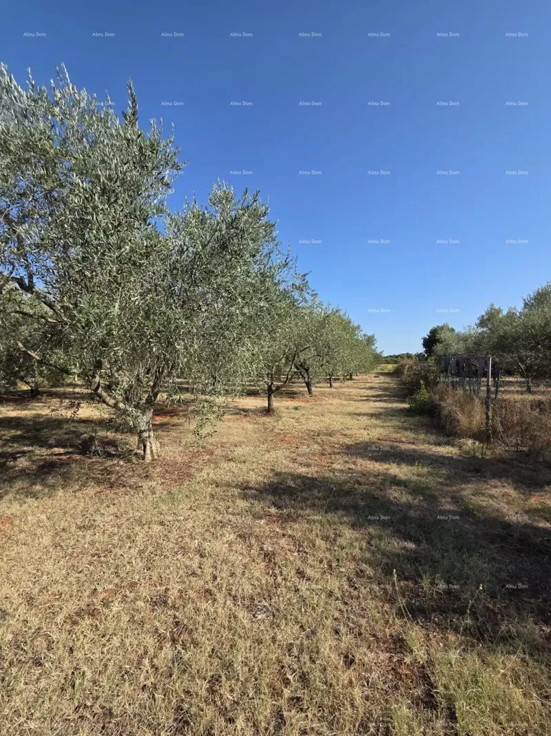 Ottima opportunità! Terreno edificabile con uliveto – 1.222 m², Loborika, vicino a Pola. – 2