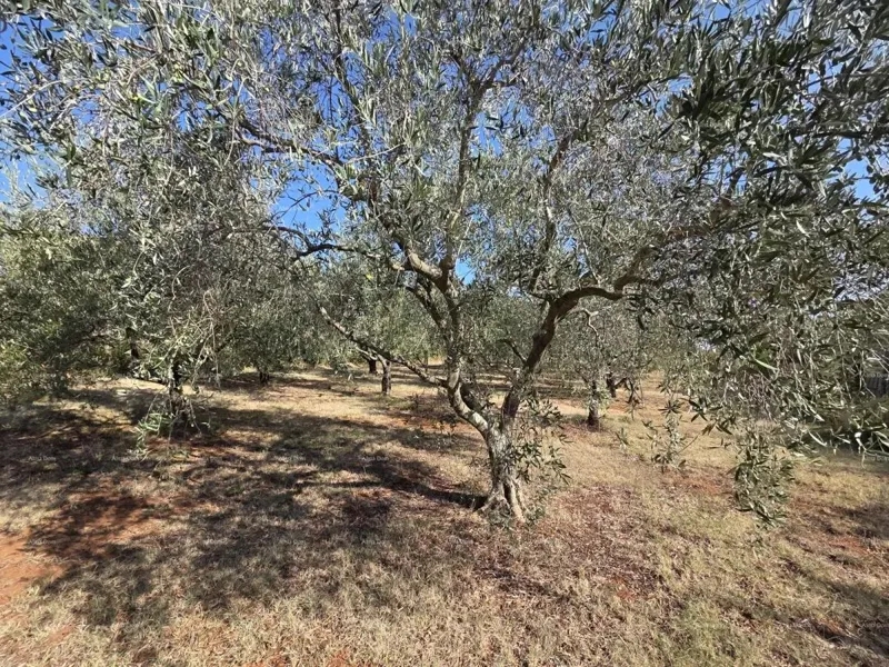 Ottima opportunità! Terreno edificabile con uliveto – 1.222 m², Loborika, vicino a Pola. – 3