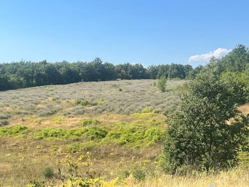 ŠIRE PODRUČJE KANFANARA! POLJOPRIVREDNO ZEMLJIŠTE SA NASADOM LAVANDE!
