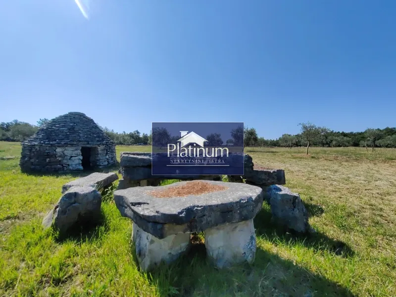 Istra, Golubovo splendido uliveto in vendita