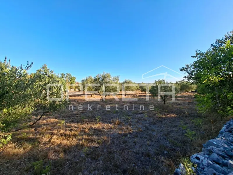 Terreno edificabile con uliveto sistemato, 2216m2 - Sedramić – 2
