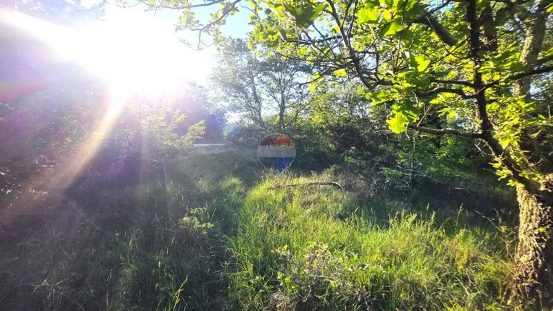 Istra,okolica Buja-Šuma na rubu naselja