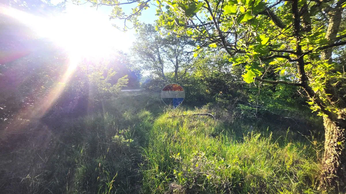 Istra,okolica Buja-Šuma na rubu naselja