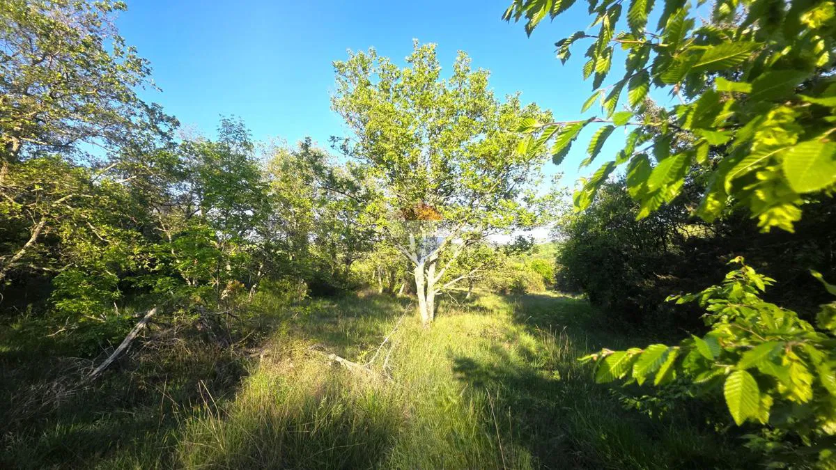Istra,buje okolica-Hrastova šuma s asfaltiranim pristupom