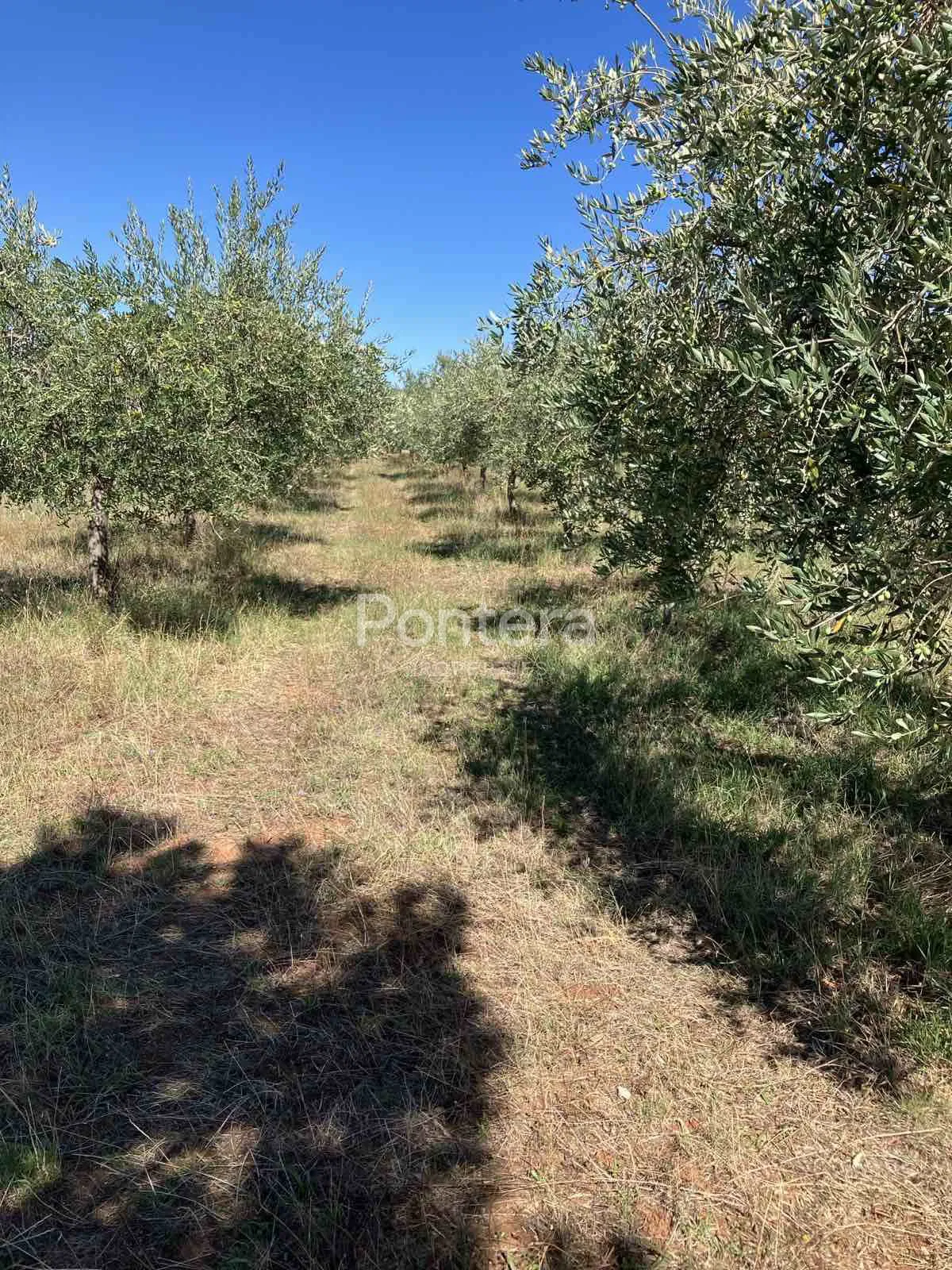 ISTRA,KAŠTELIR maslinik